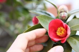 flowers-726532_1920